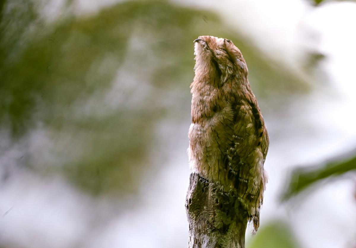 Urutau Putusu - ML645504499