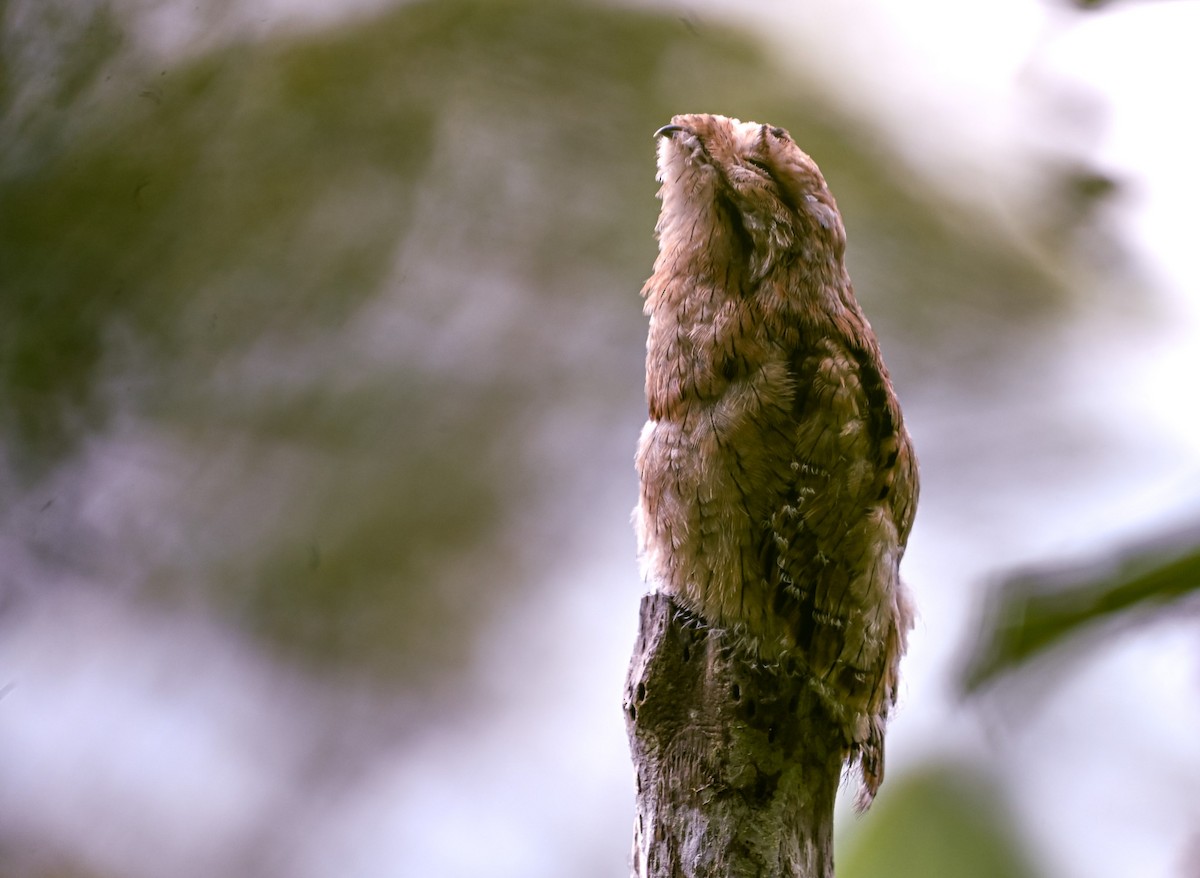 Urutau Putusu - ML645504500