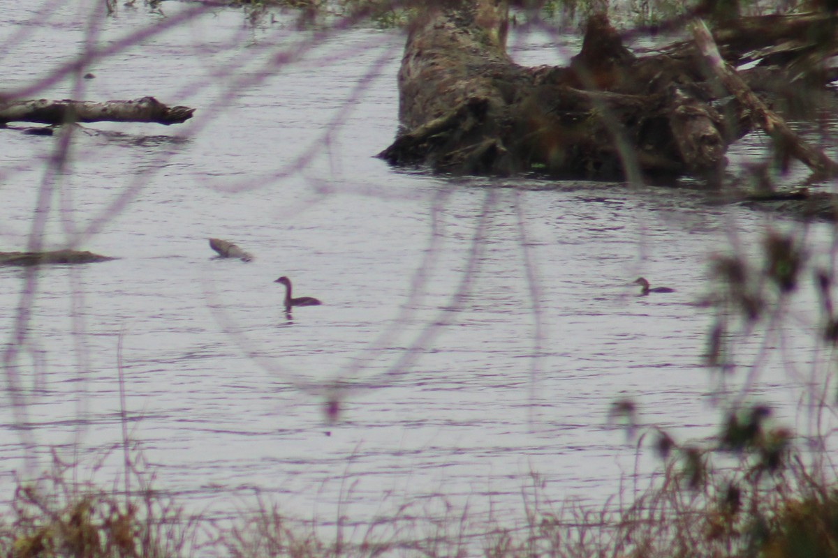 Kalın Gagalı Batağan - ML645504501