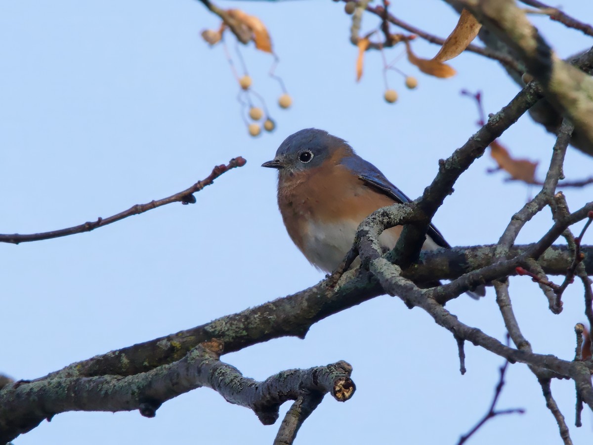 Doğulu Mavi Ardıç - ML645504502