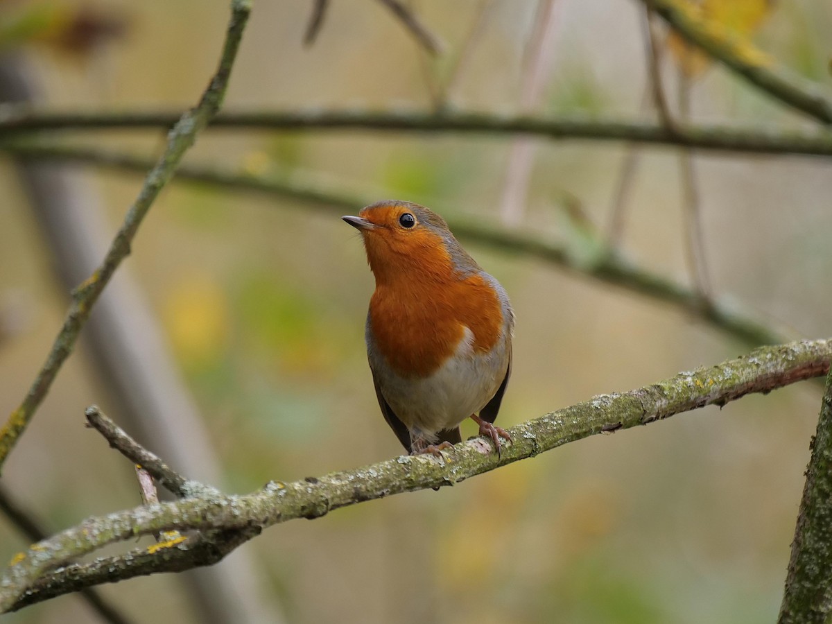 Kızılgerdan - ML645504503