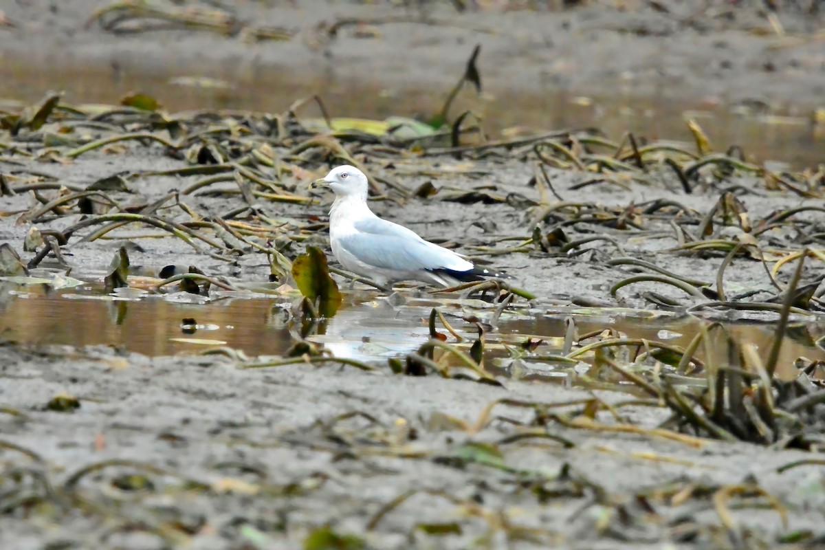 Halkalı Martı - ML645504504