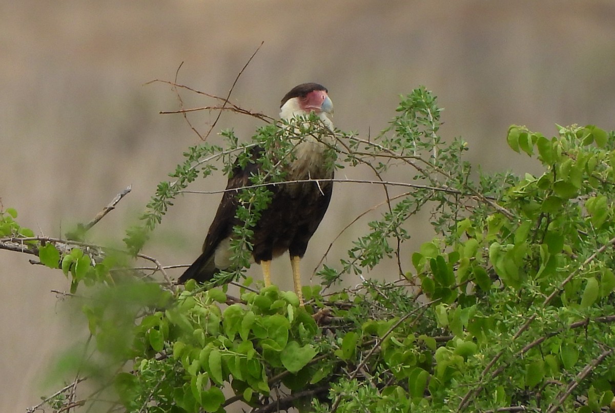 Tepeli Karakara - ML645504505