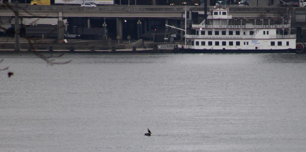 Kulaklı Karabatak - ML645504506