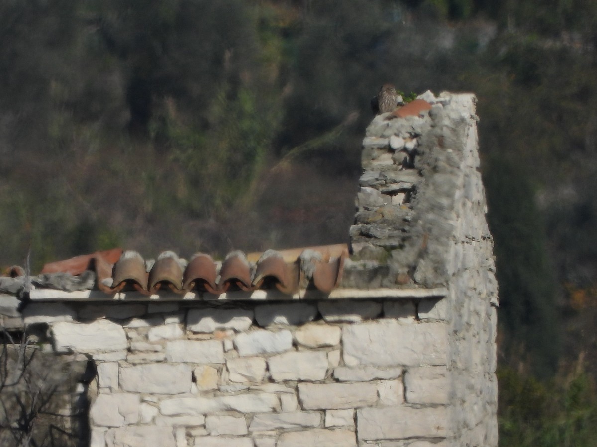 Kukumav - ML645504510