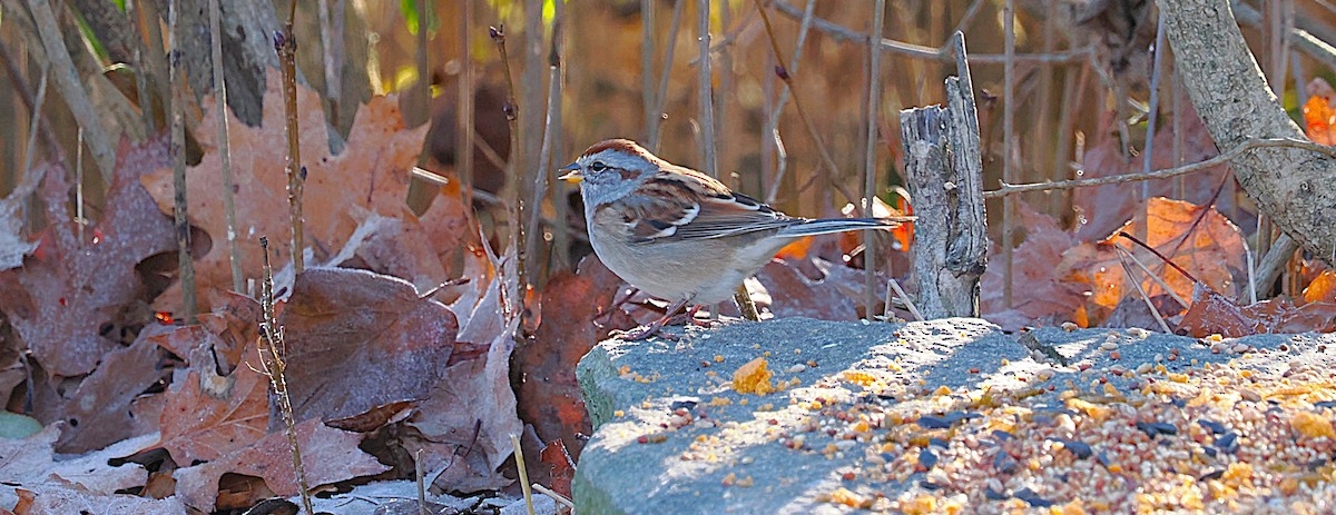 Hudson Körfezi Serçesi - ML645504512