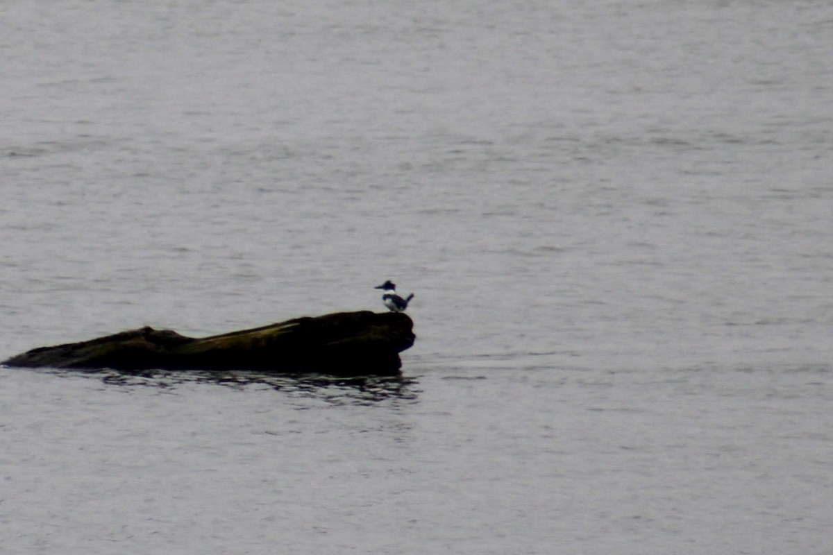 Kuşaklı Yalıçapkını - ML645504513