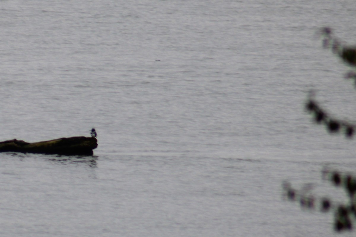 Kuşaklı Yalıçapkını - ML645504514