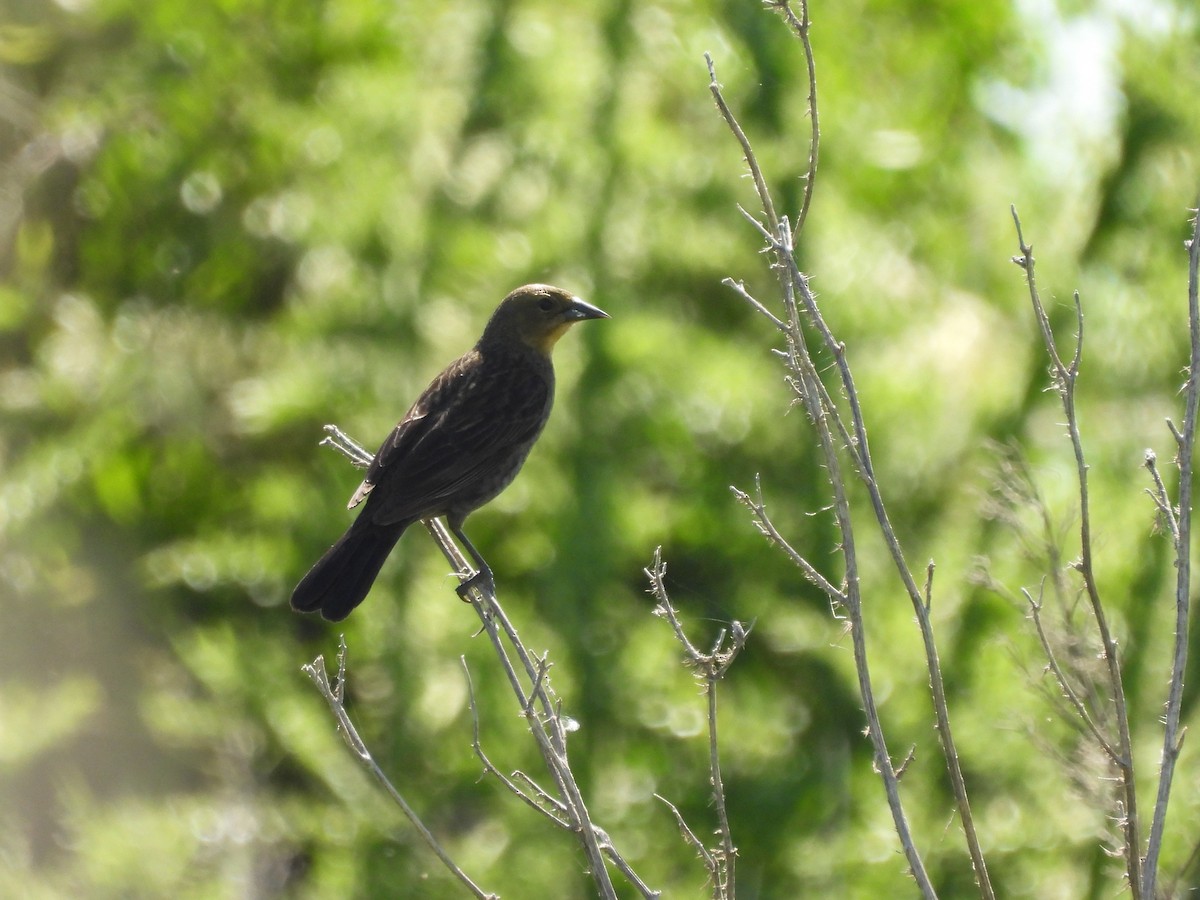 Kahverengi Başlı Karatavuk - ML645504515