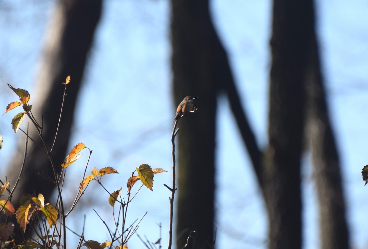 Kızıl Sırtlı Kolibri - ML645504516