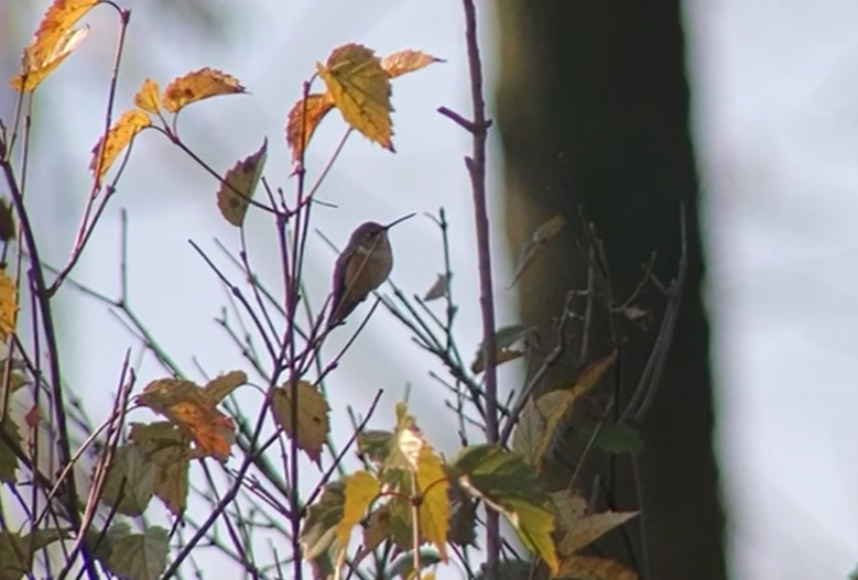 Kızıl Sırtlı Kolibri - ML645504517