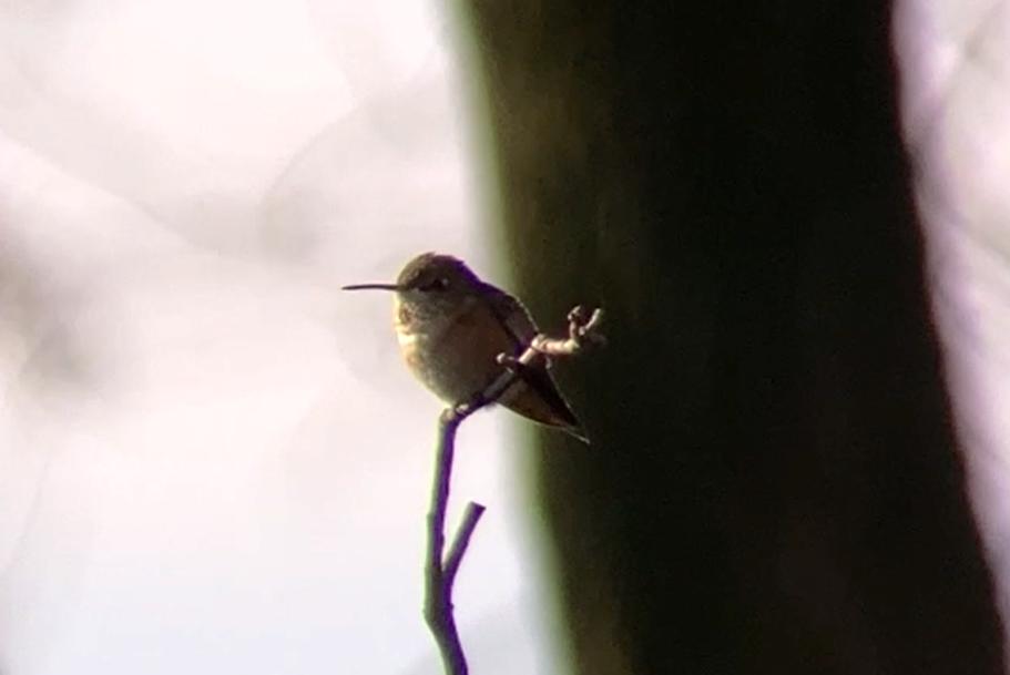 Kızıl Sırtlı Kolibri - ML645504518