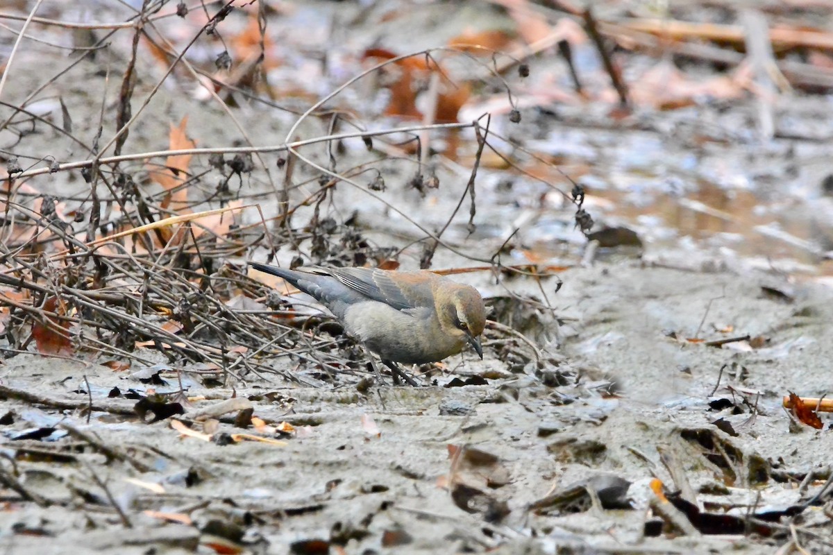 Pas Rengi Karatavuk - ML645504519