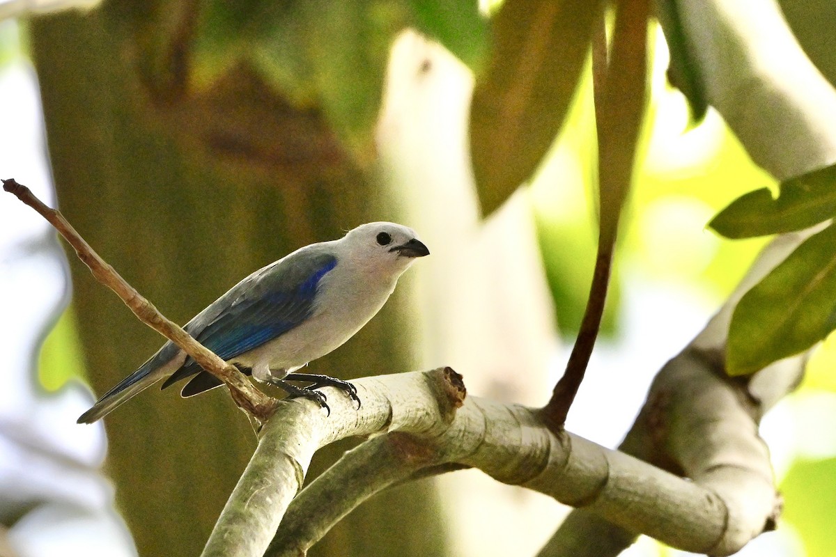 Gökçe Tangara [cana grubu] - ML645504522