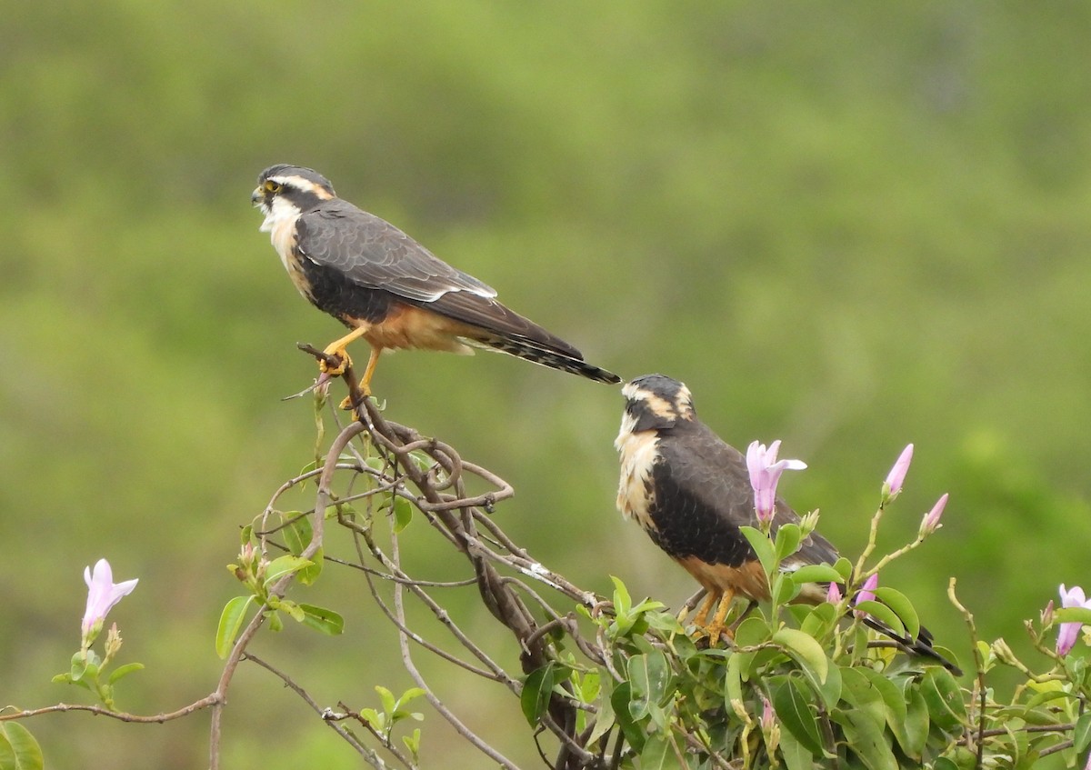 Kurşuni Doğan - ML645504523