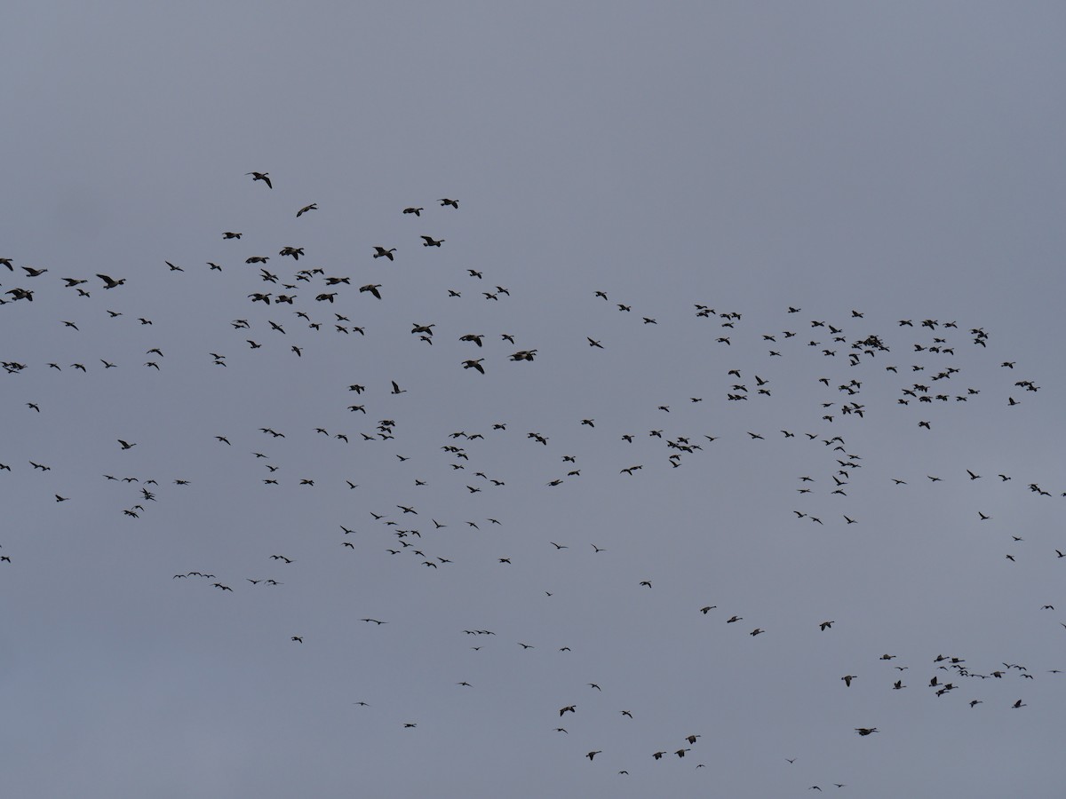 Kanada Kazı - ML645504524