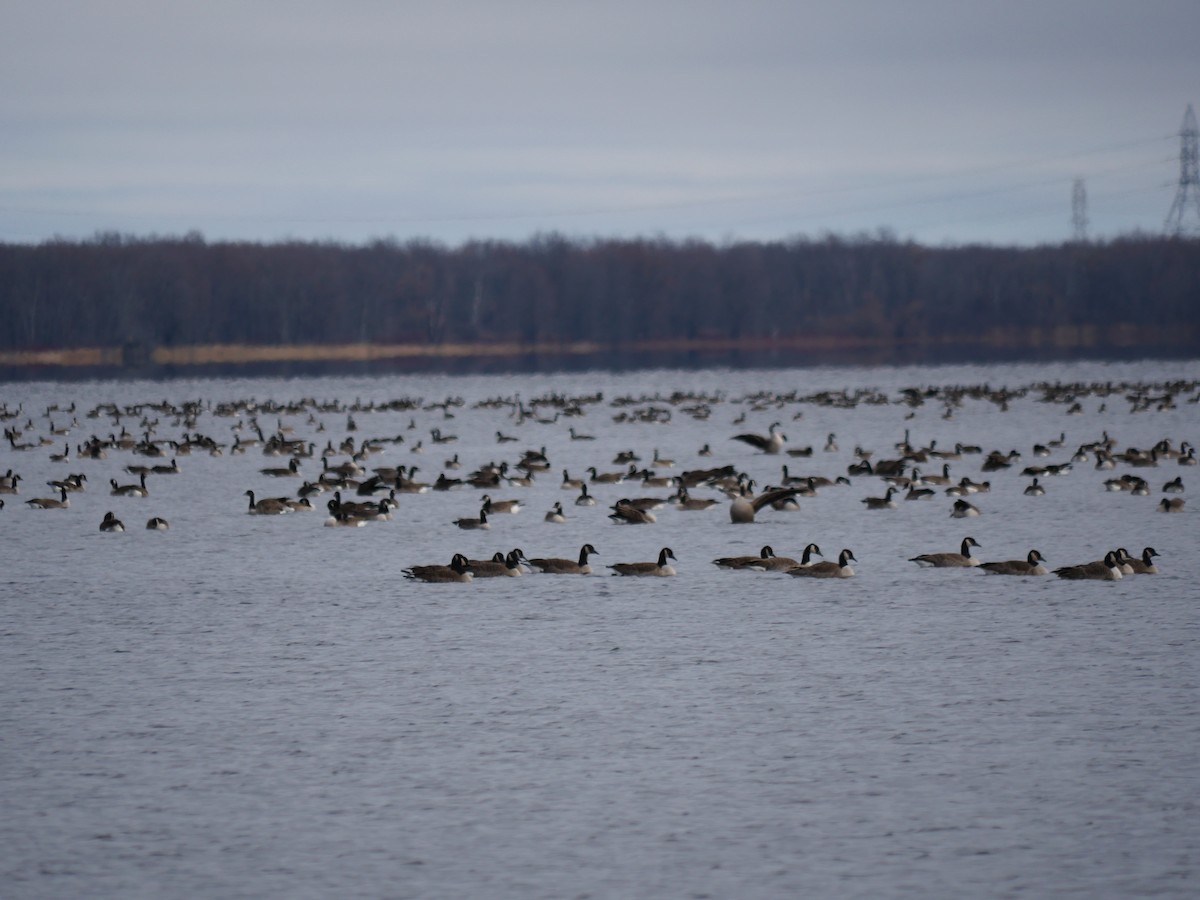 Kanada Kazı - ML645504525