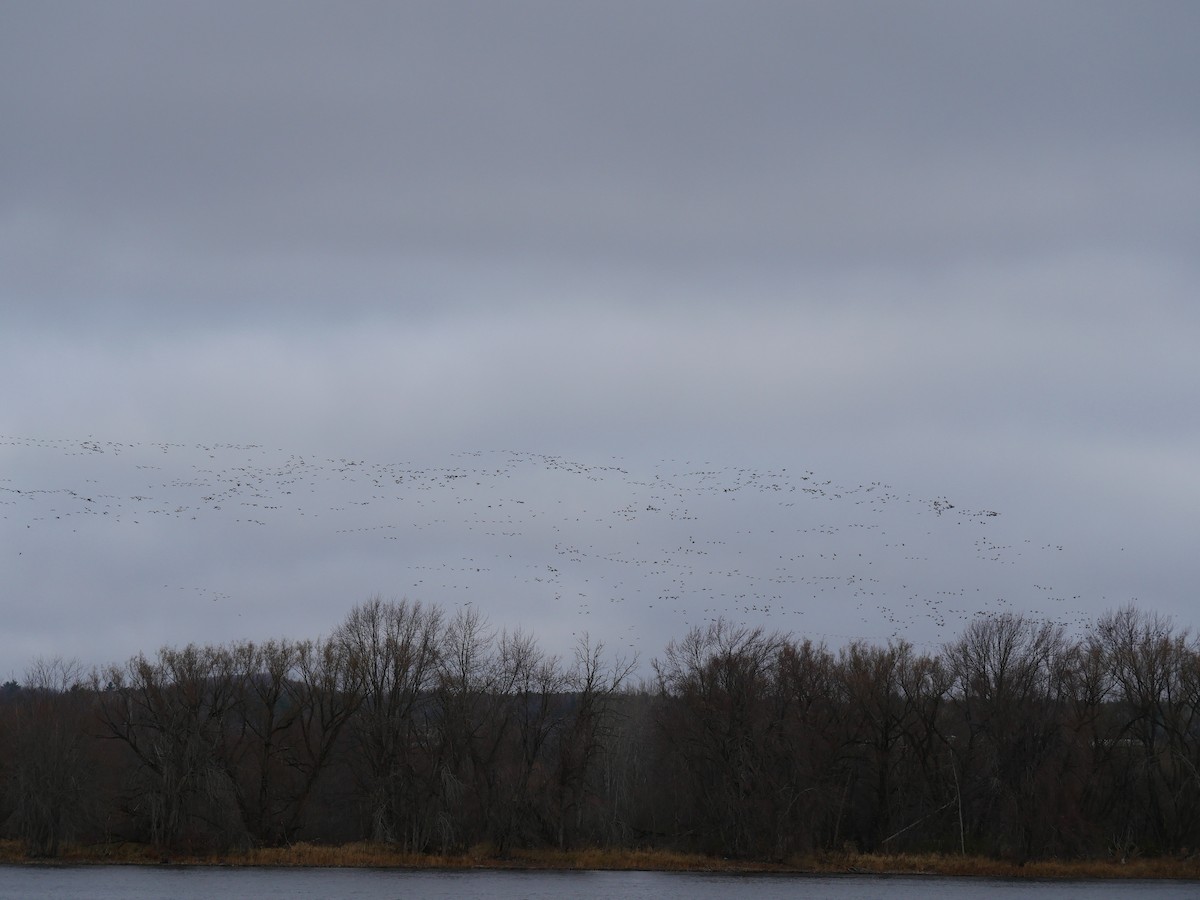 Kanada Kazı - ML645504526