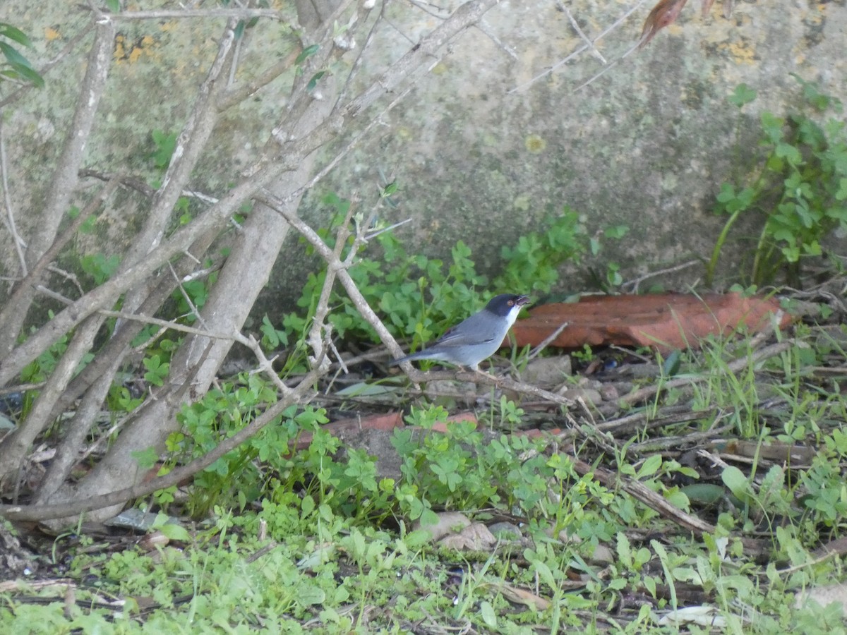Sardinian Warbler - ML645504545