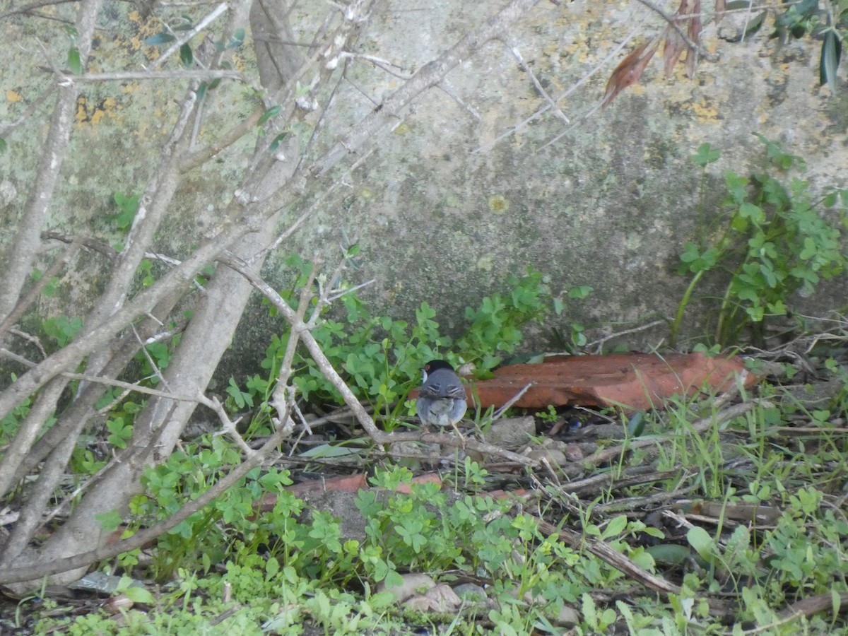 Sardinian Warbler - ML645504546