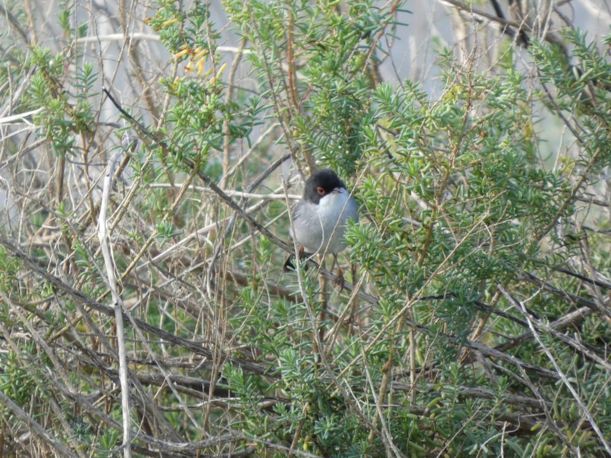 Sardinian Warbler - ML645504547