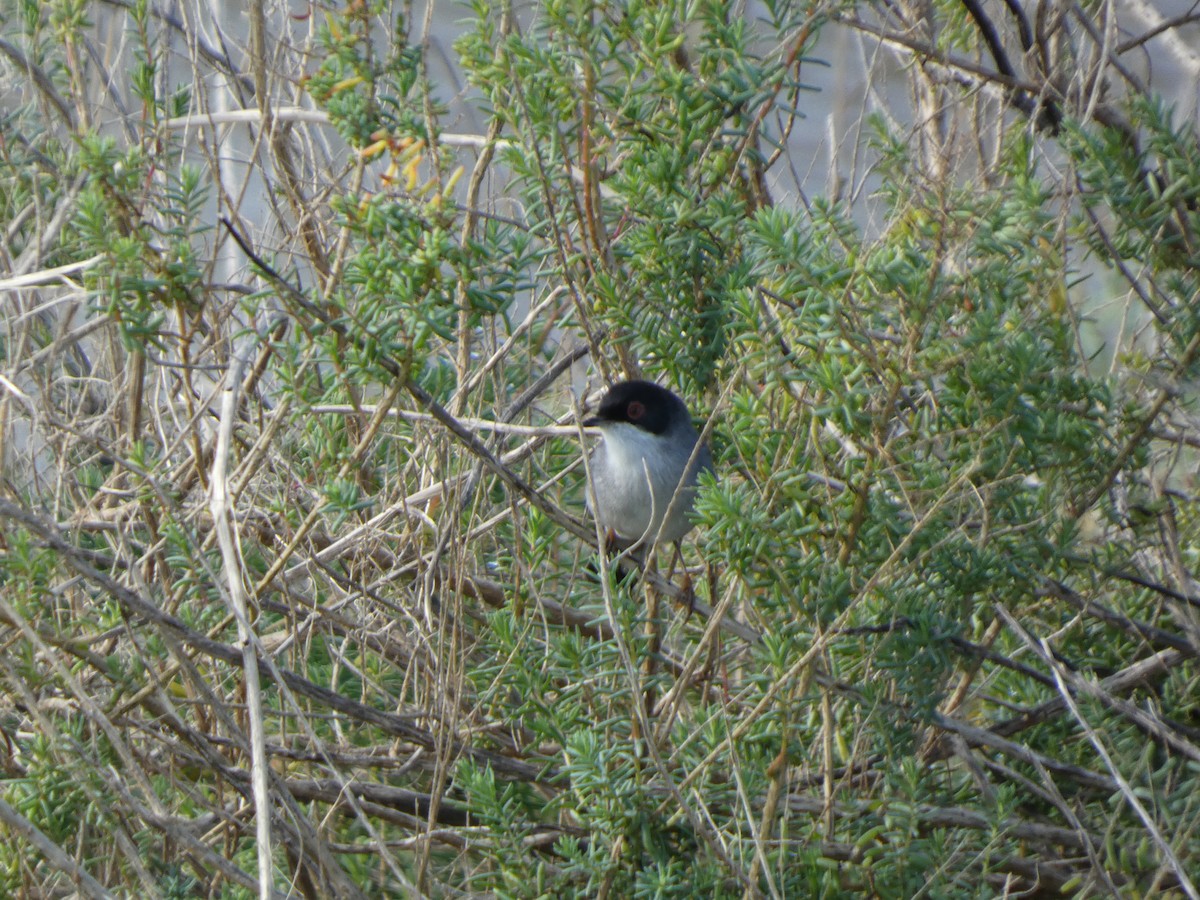Sardinian Warbler - ML645504548
