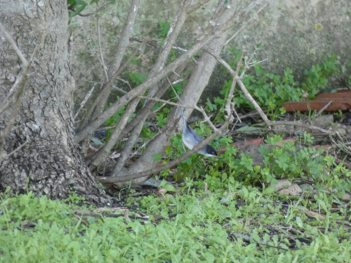 Sardinian Warbler - ML645504549