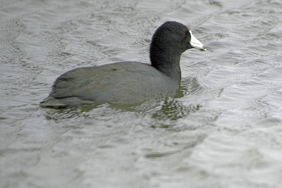 Лиска американська - ML645504551