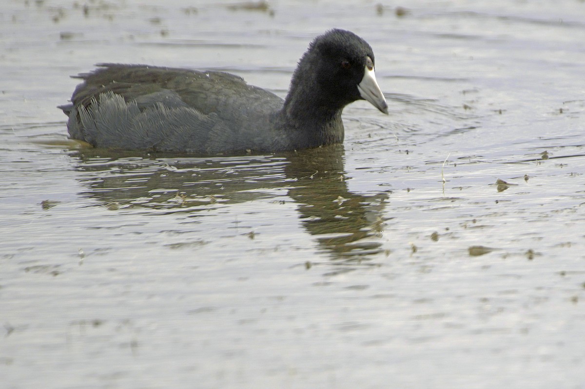 Лиска американська - ML645504552