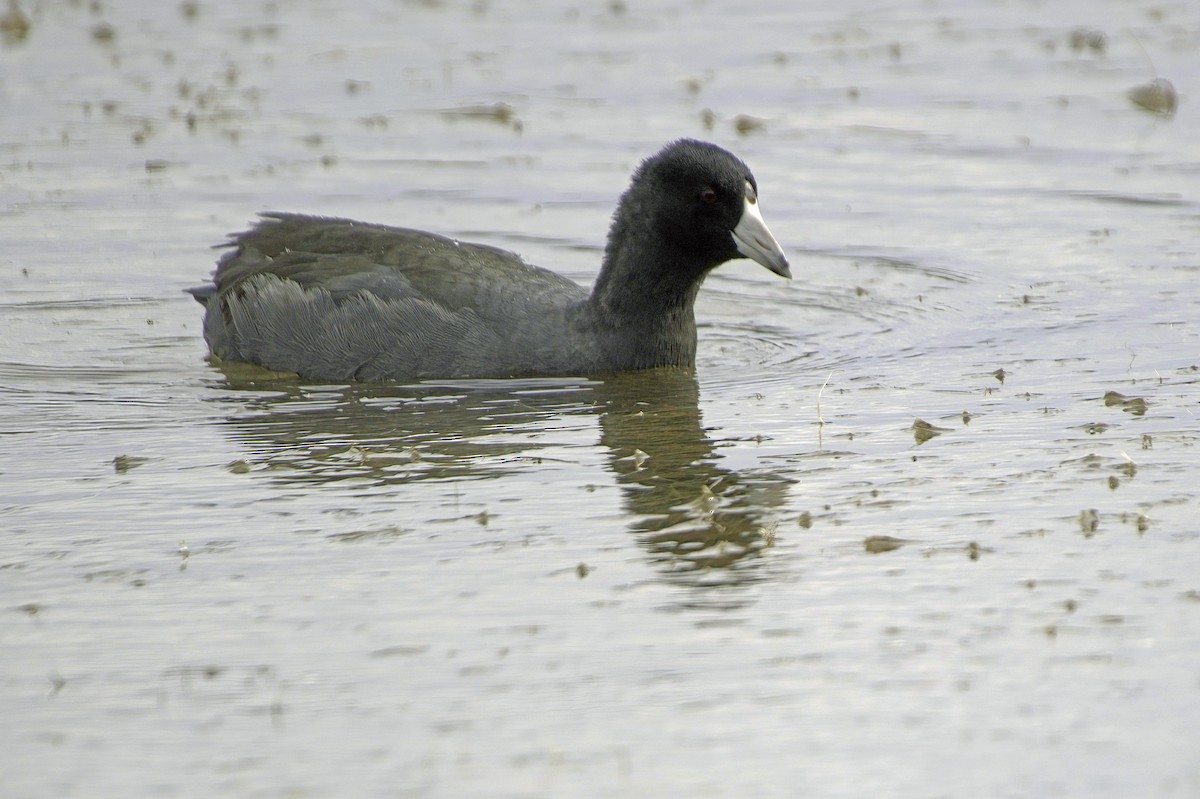 Лиска американська - ML645504553