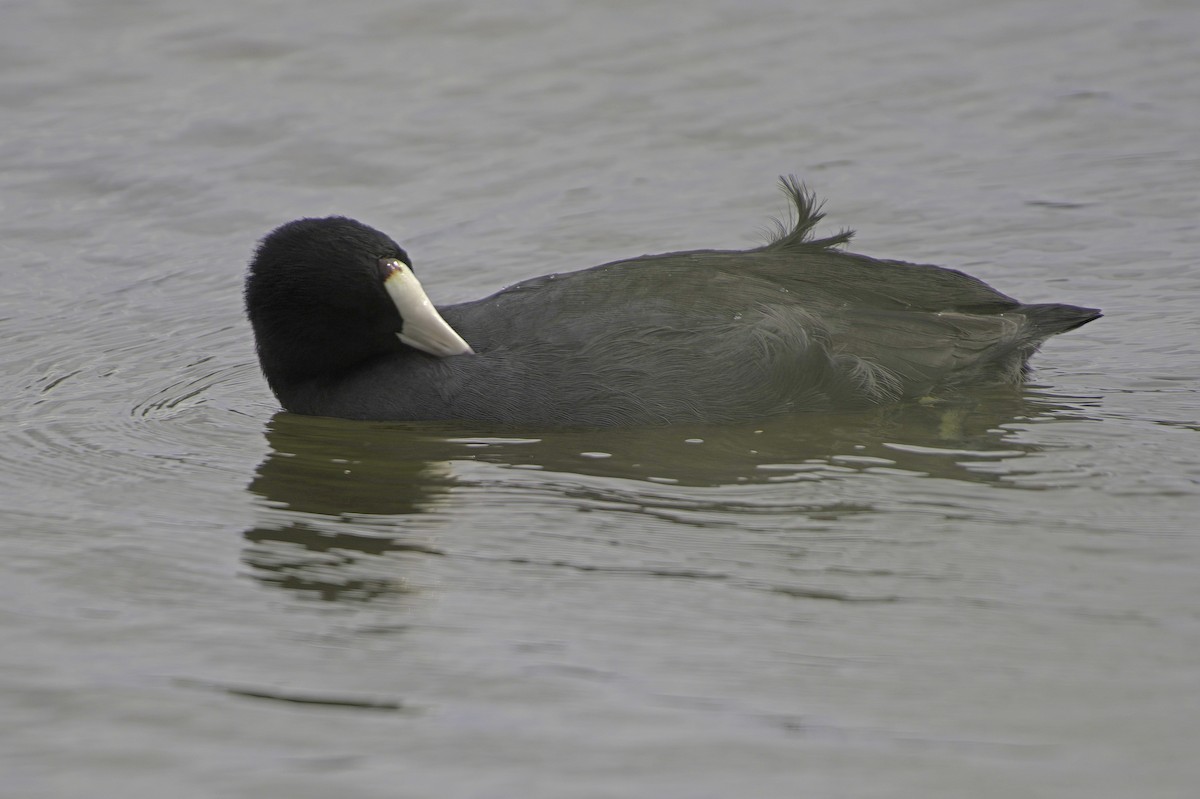 Лиска американська - ML645504554