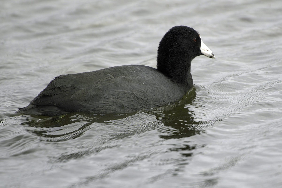 Лиска американська - ML645504557