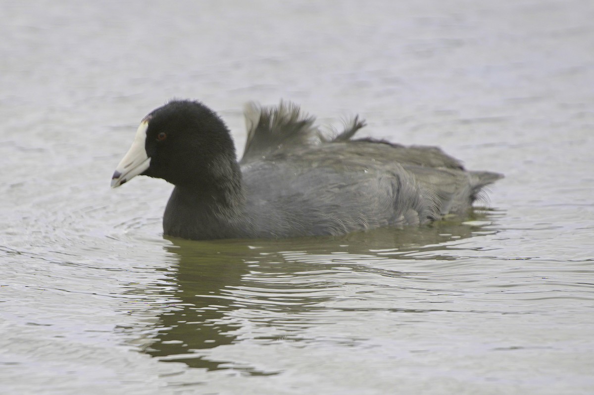 Лиска американська - ML645504558