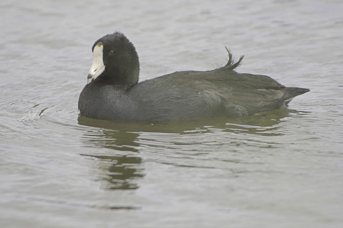 Лиска американська - ML645504559