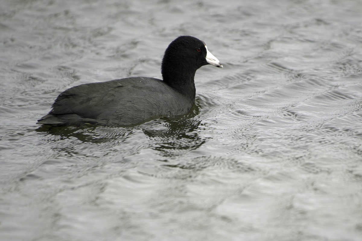 Лиска американська - ML645504560