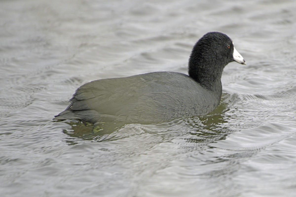 Лиска американська - ML645504561