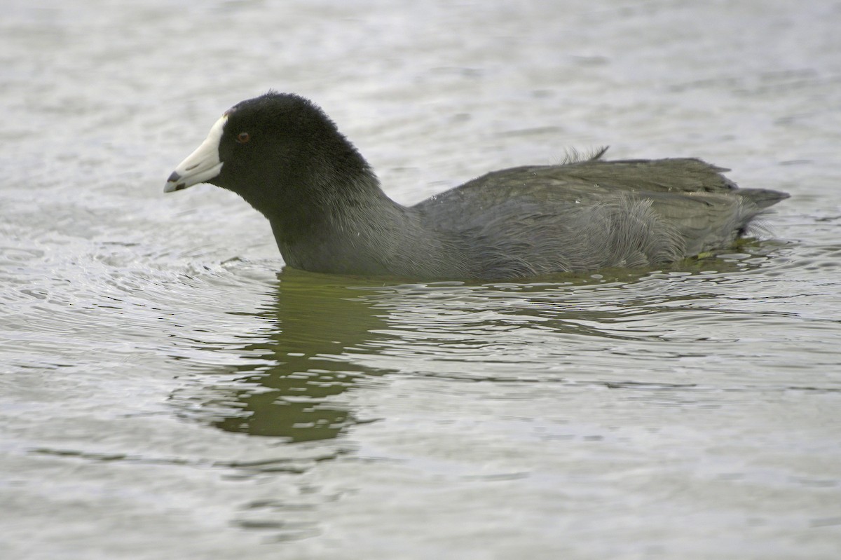 Лиска американська - ML645504562