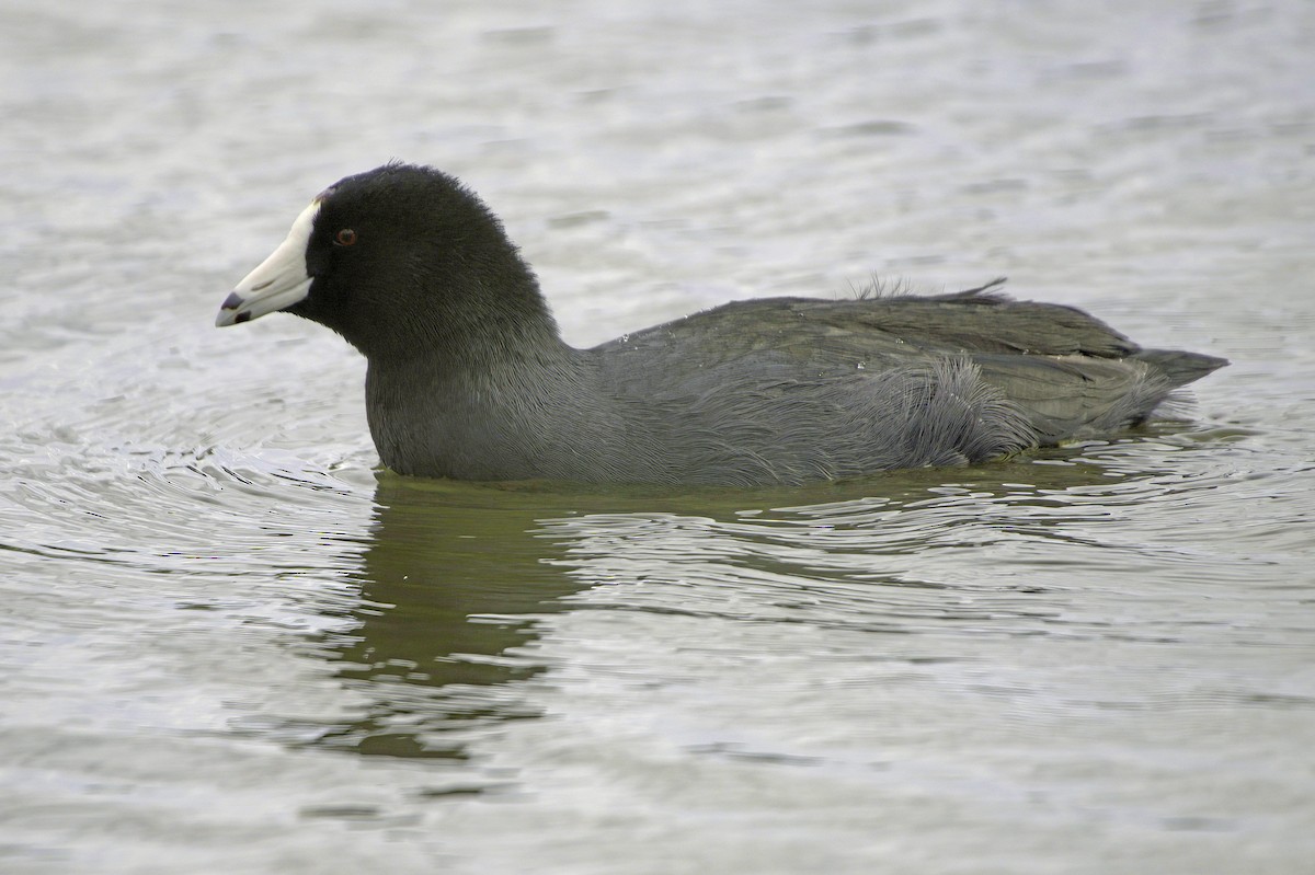 Лиска американська - ML645504563