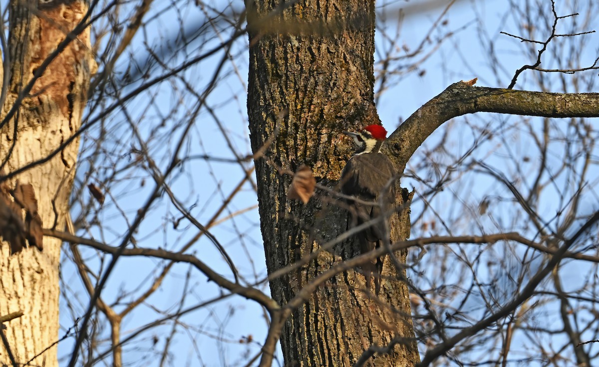 Pileated Woodpecker - ML645504564