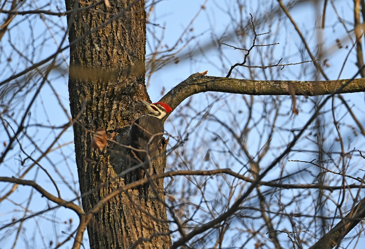 Pileated Woodpecker - ML645504565