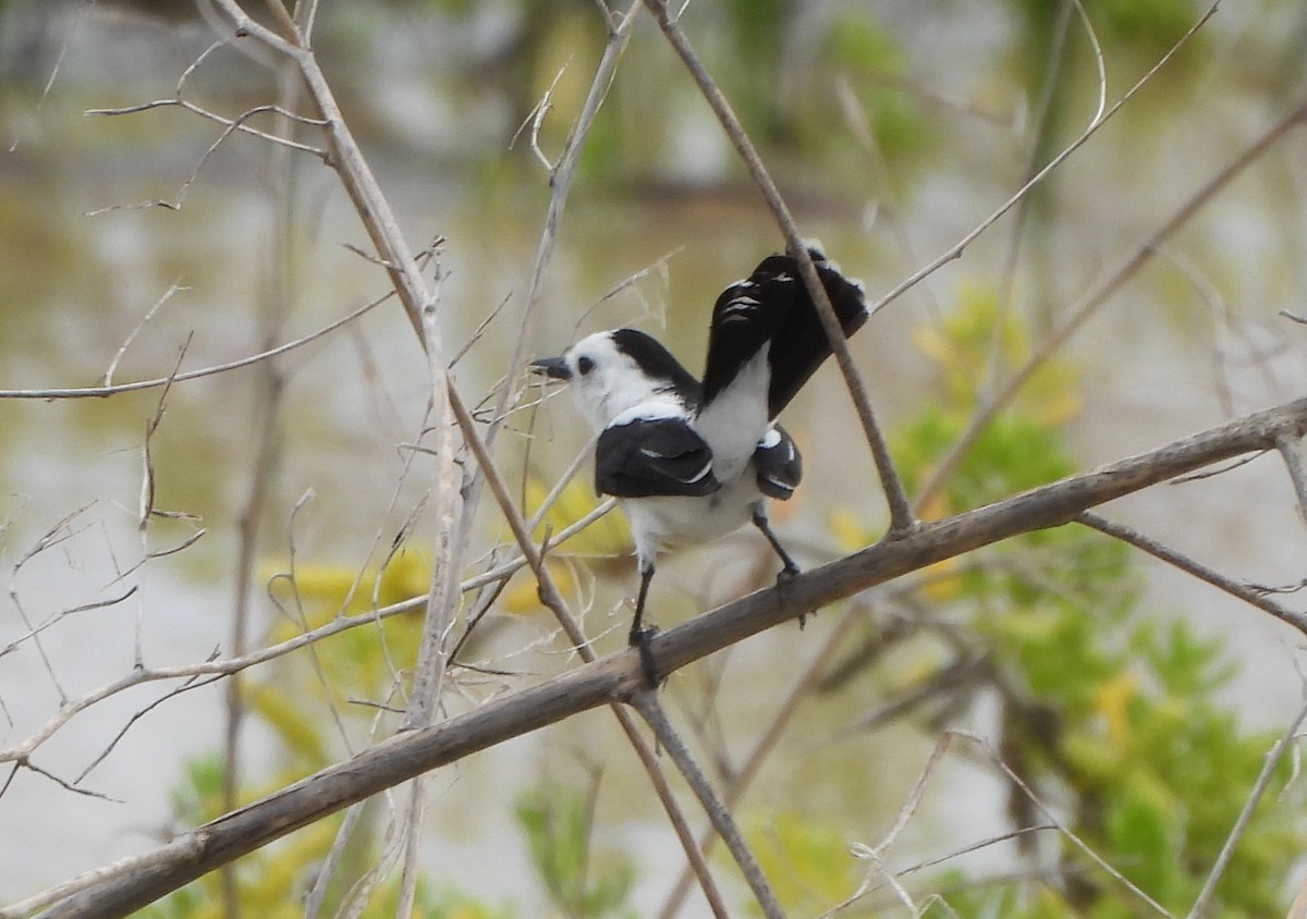 Moucherolle pie - ML645504569