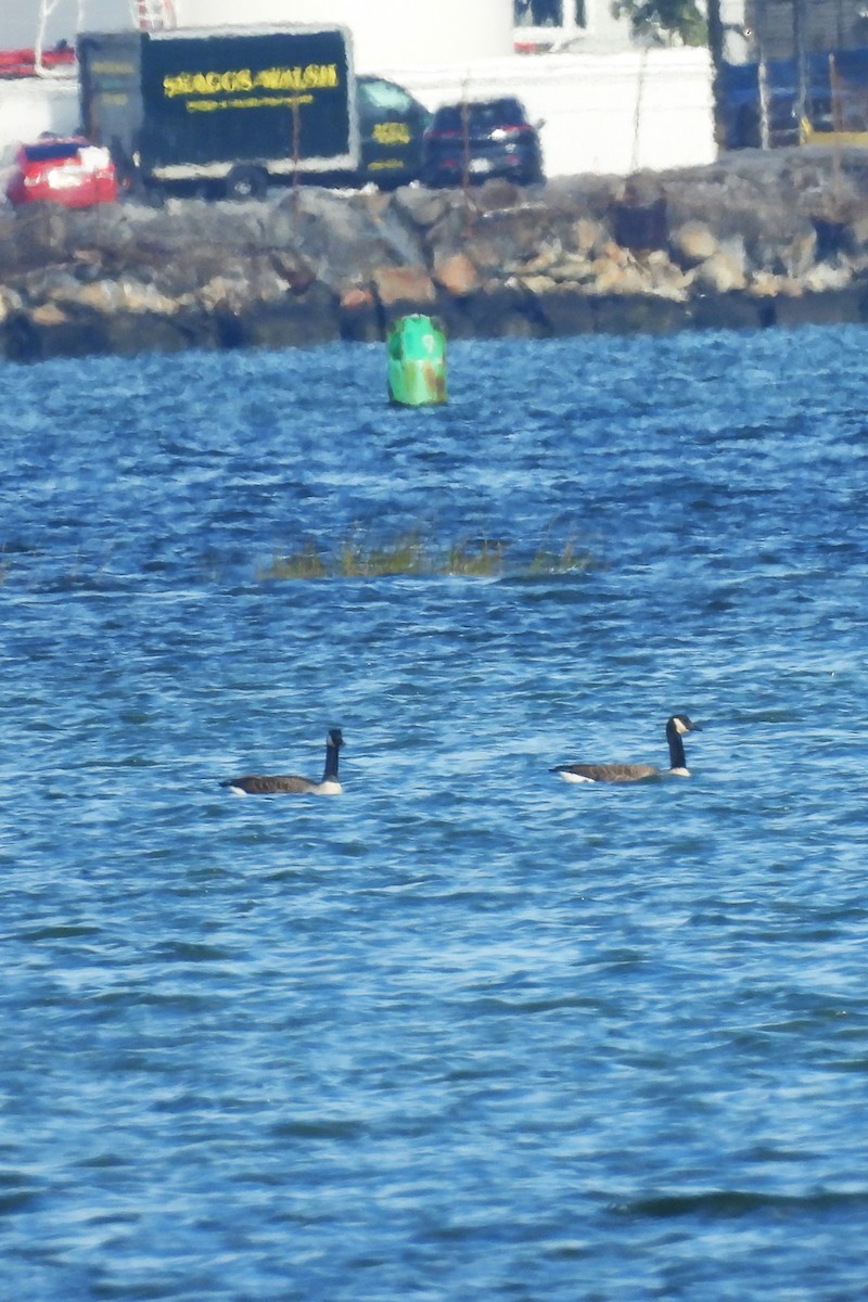 berneška velká - ML645504570