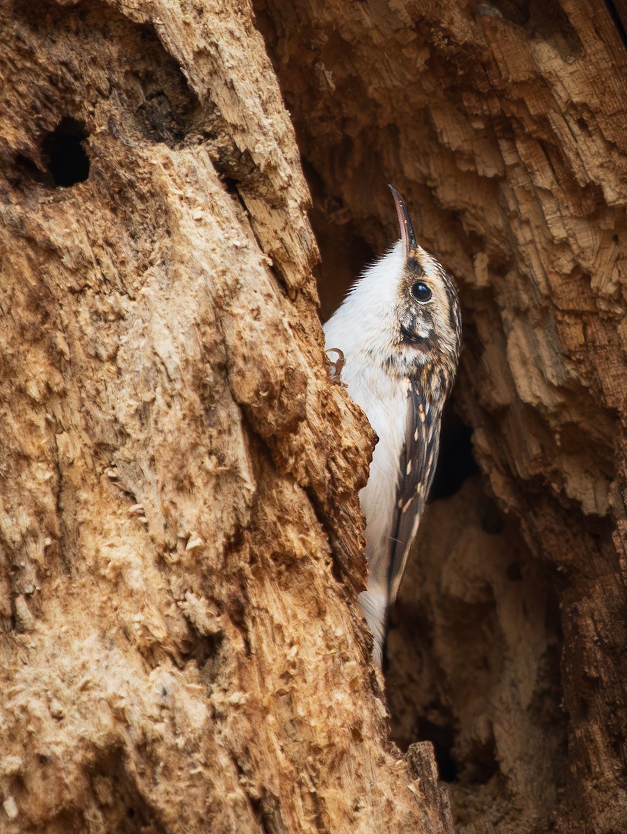 šoupálek americký - ML645504591