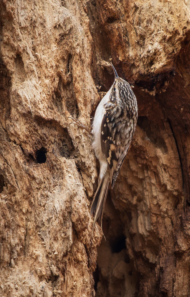 šoupálek americký - ML645504592