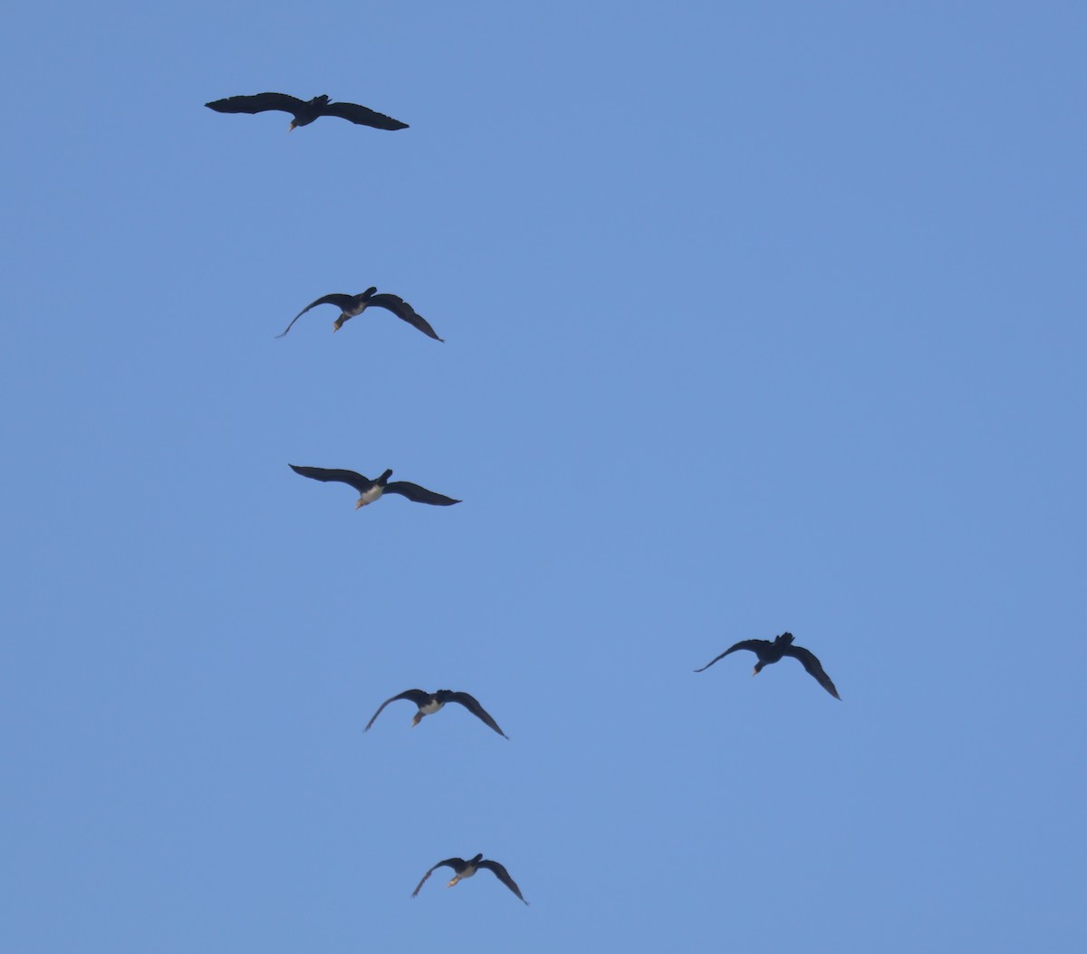 Great Cormorant - ML645504595