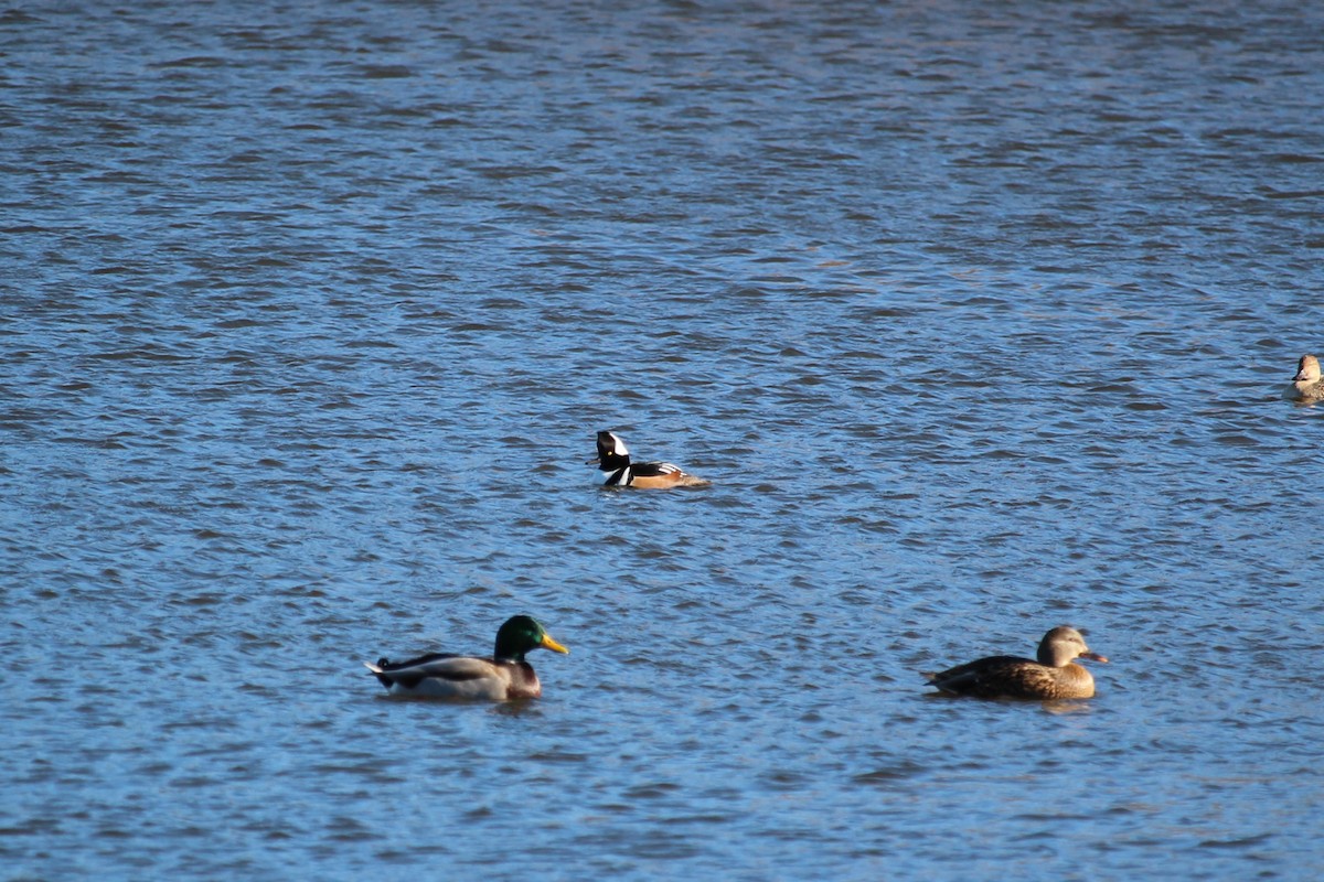 Hooded Merganser - ML645504598