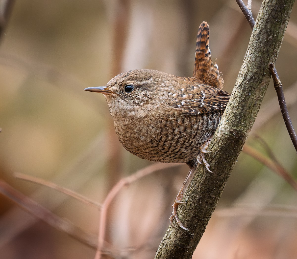 střízlík kanadský - ML645504600