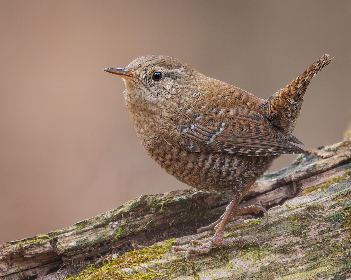 střízlík kanadský - ML645504601