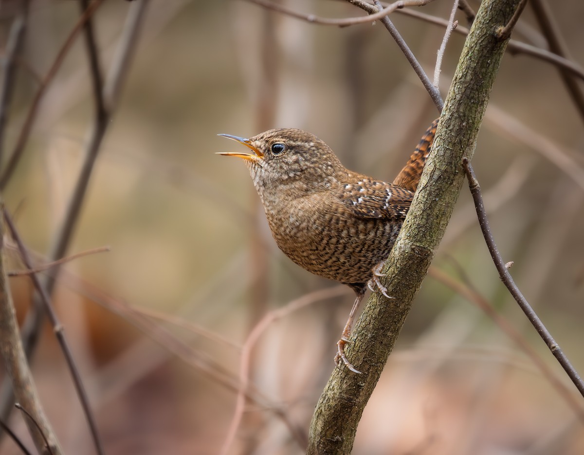 střízlík kanadský - ML645504602