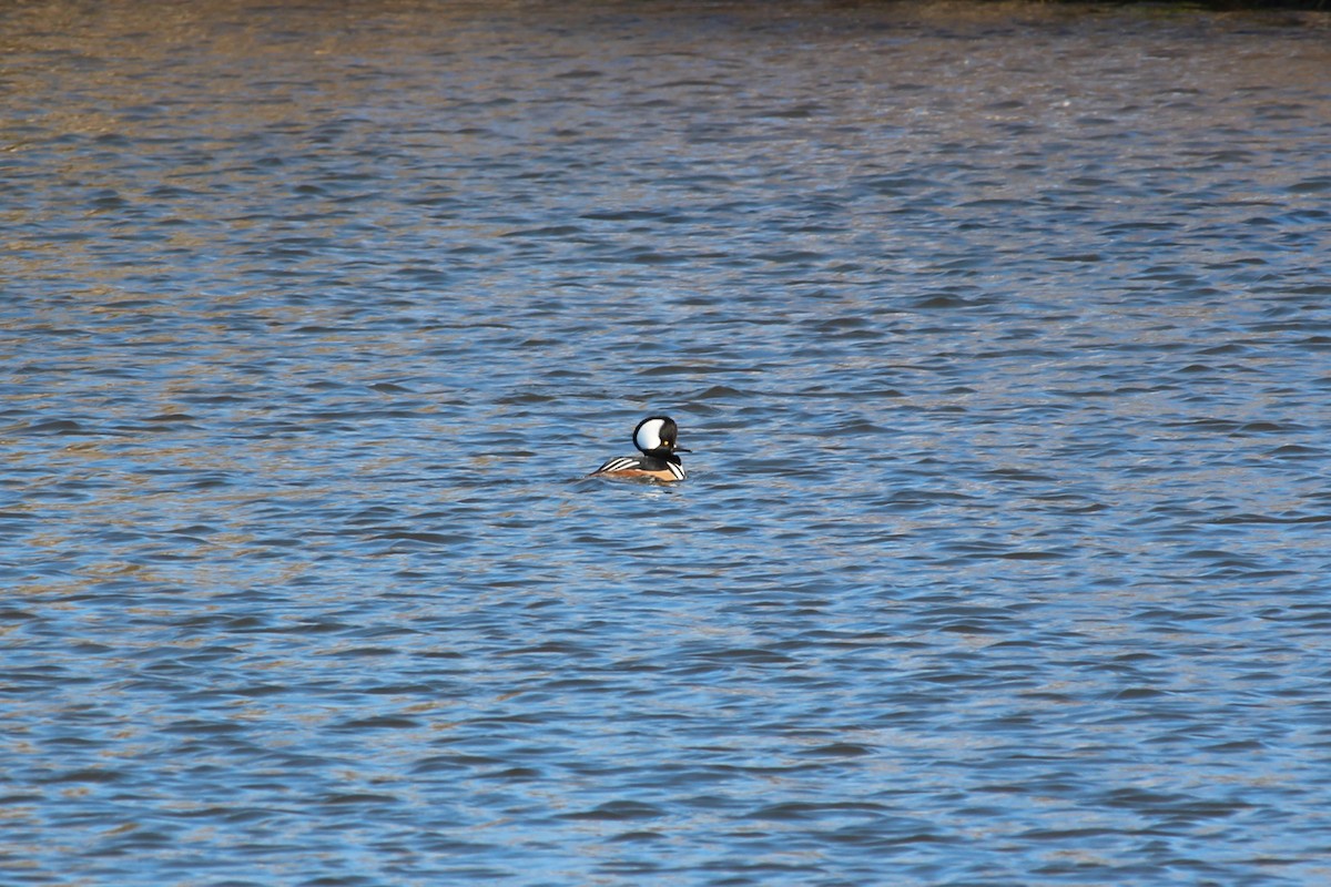 Hooded Merganser - ML645504614
